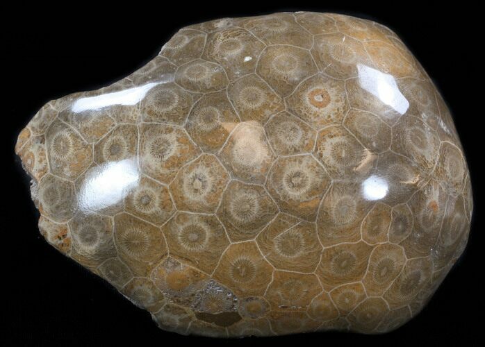 Thick Polished Fossil Coral Head - Morocco #35356